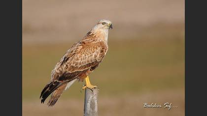 Kızıl şahin » Long-legged Buzzard » Buteo rufinus