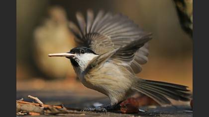 Kayın baştankarası » Marsh Tit » Poecile palustris