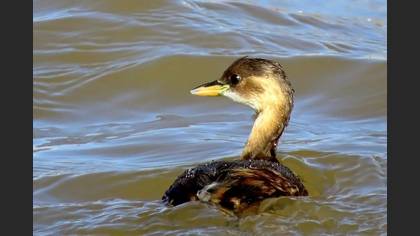 Küçük batağan