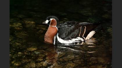 Sibirya kazı » Red-breasted Goose » Branta ruficollis