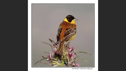 Karabaşlı kirazkuşu » Black-headed Bunting » Emberiza melanocephala