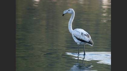 Flamingo