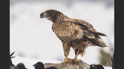 Akkuyruklu kartal » White-tailed Eagle » Haliaeetus albicilla