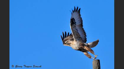 Kızıl şahin » Long-legged Buzzard » Buteo rufinus
