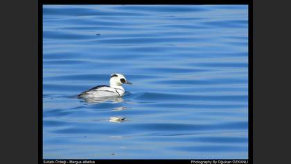 Sütlabi » Smew » Mergellus albellus