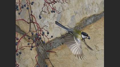 Büyük baştankara » Great Tit » Parus major