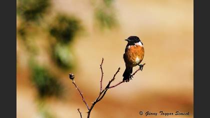 Taşkuşu » European Stonechat » Saxicola rubicola