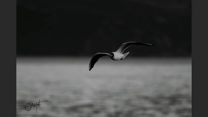 Karabaş martı