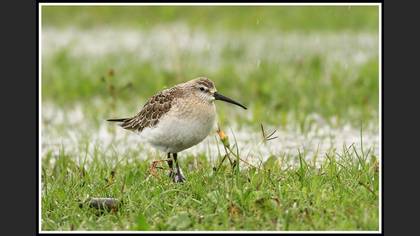 Kızıl kumkuşu » Curlew Sandpiper » Calidris ferruginea