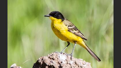 Sarı kuyruksallayan » Western Yellow Wagtail » Motacilla flava