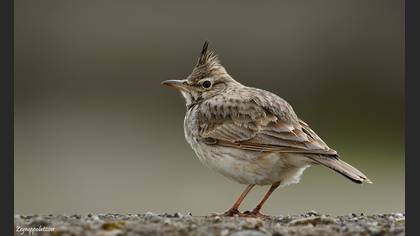 Tepeli toygar » Crested Lark » Galerida cristata