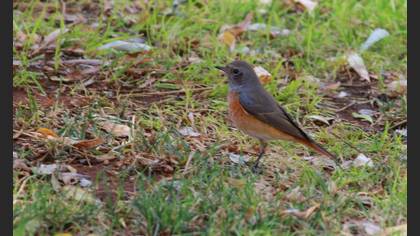 Kızılkuyruk » Common Redstart » Phoenicurus phoenicurus