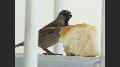 Serçe » House Sparrow » Passer domesticus