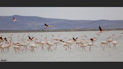 Flamingo » Greater Flamingo » Phoenicopterus roseus