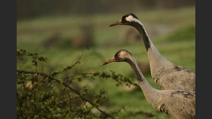 Turna » Common Crane » Grus grus