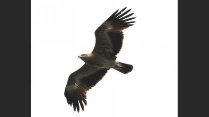 Bozkır kartalı » Steppe Eagle » Aquila nipalensis