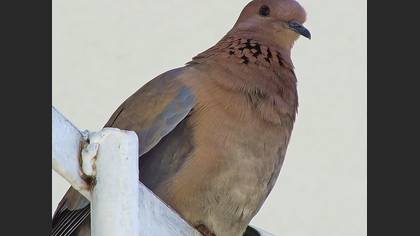Küçük kumru » Laughing Dove » Spilopelia senegalensis