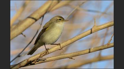 Çıvgın » Common Chiffchaff » Phylloscopus collybita
