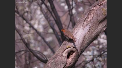 Kızılgerdan » European Robin » Erithacus rubecula