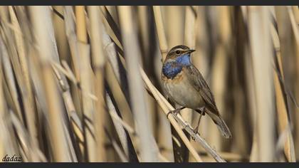 Mavigerdan » Bluethroat » Luscinia svecica
