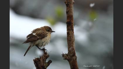 Taşkuşu » European Stonechat » Saxicola rubicola