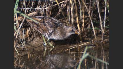 Benekli suyelvesi » Spotted Crake » Porzana porzana