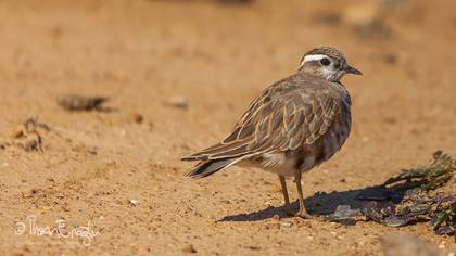 Dağ cılıbıtı » Eurasian Dotterel » Eudromias morinellus 