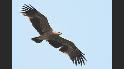 Bozkır kartalı » Steppe Eagle » Aquila nipalensis