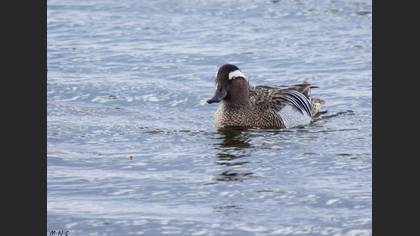 Çıkrıkçın