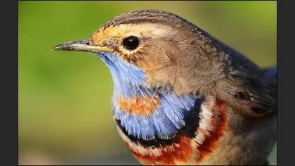 Mavigerdan » Bluethroat » Luscinia svecica