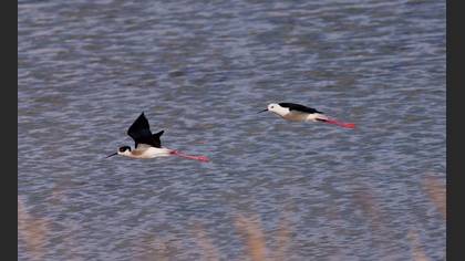 Uzunbacak » Black-winged Stilt » Himantopus himantopus