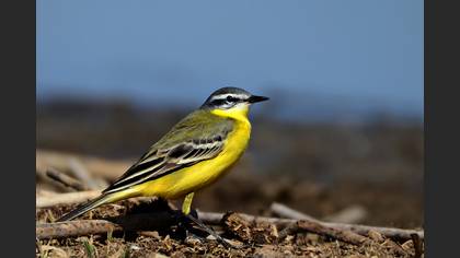 Sarı kuyruksallayan » Western Yellow Wagtail » Motacilla flava
