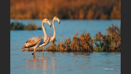 Flamingo