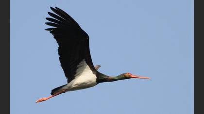 Kara leylek » Black Stork » Ciconia nigra