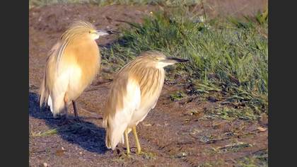 Alaca balıkçıl » Squacco Heron » Ardeola ralloides