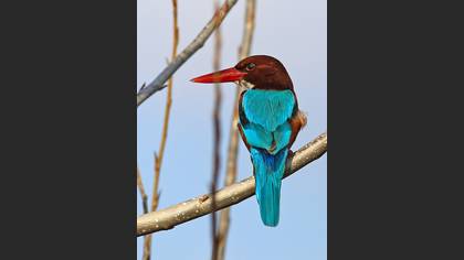 İzmir yalıçapkını » White-throated Kingfisher » Halcyon smyrnensis