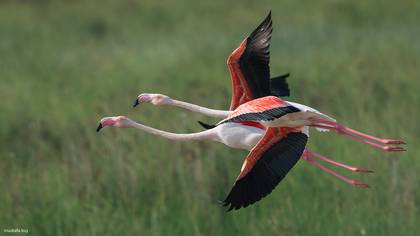 Flamingo