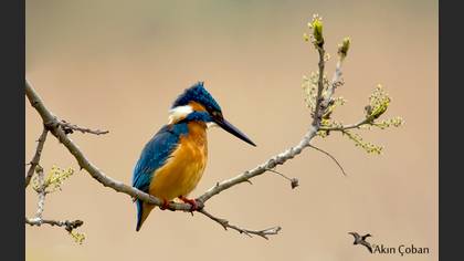 Yalıçapkını » Common Kingfisher » Alcedo atthis