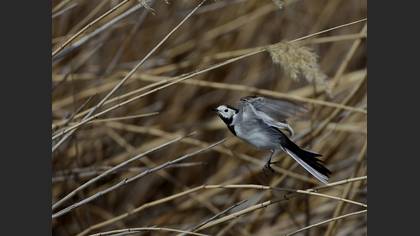 Ak kuyruksallayan » White Wagtail » Motacilla alba