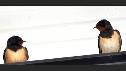 Kır kırlangıcı » Barn Swallow » Hirundo rustica