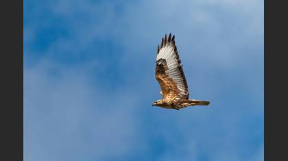 Kızıl şahin » Long-legged Buzzard » Buteo rufinus