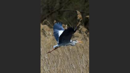Gri balıkçıl » Grey Heron » Ardea cinerea