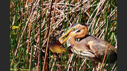Erguvani balıkçıl