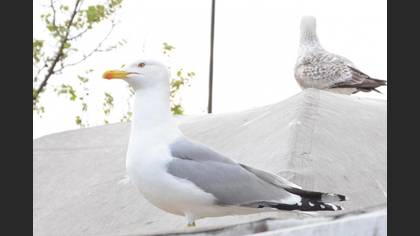 Gümüş martı » Yellow-legged Gull » Larus michahellis