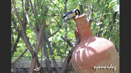 Büyük baştankara » Great Tit » Parus major
