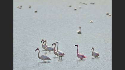 Küçük flamingo