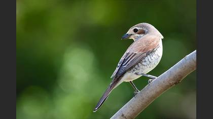Kızılsırtlı örümcekkuşu » Red-backed Shrike » Lanius collurio