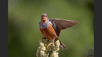 Kızıl kirazkuşu » Cretzschmar`s Bunting » Emberiza caesia