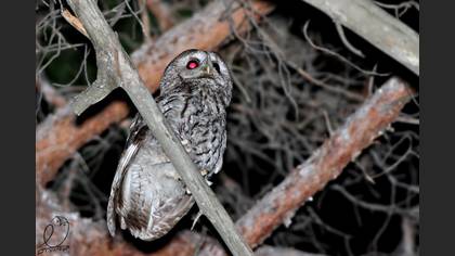 Alaca baykuş » Tawny Owl » Strix aluco