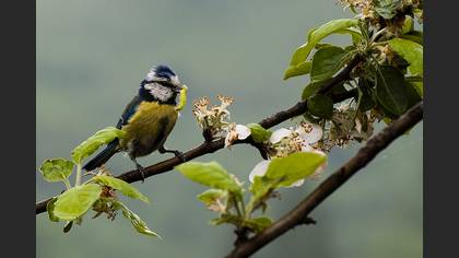 Mavi baştankara » Eurasian Blue Tit » Cyanistes caeruleus